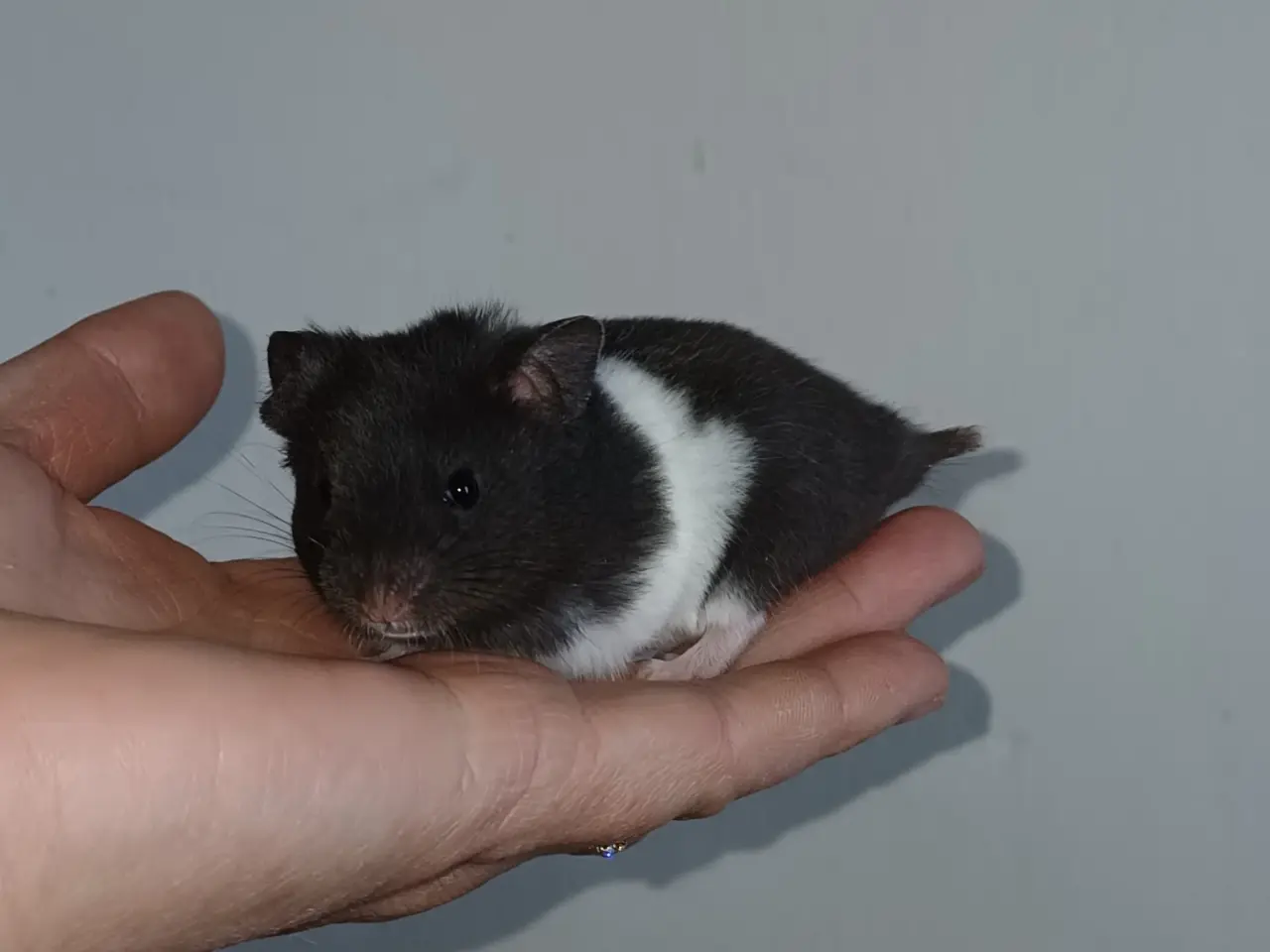 Billede 16 - Guldhamster unger