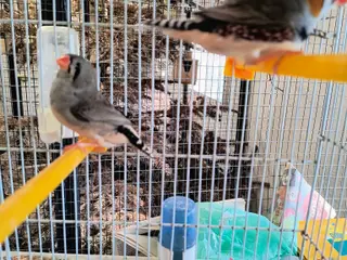Xl zebrafinker