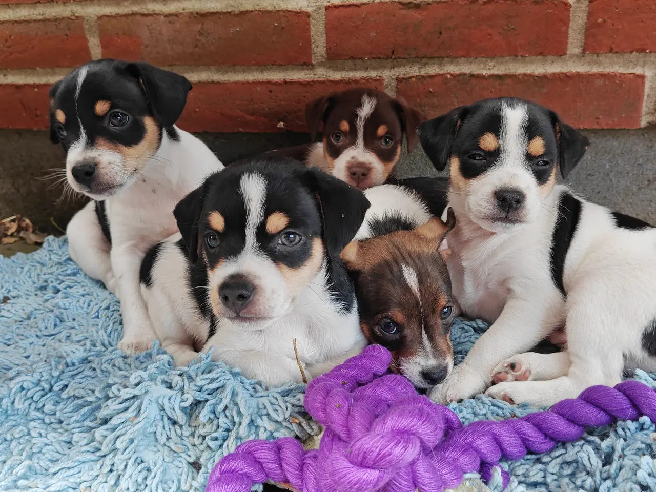 Billede 4 - Baby Rottehund