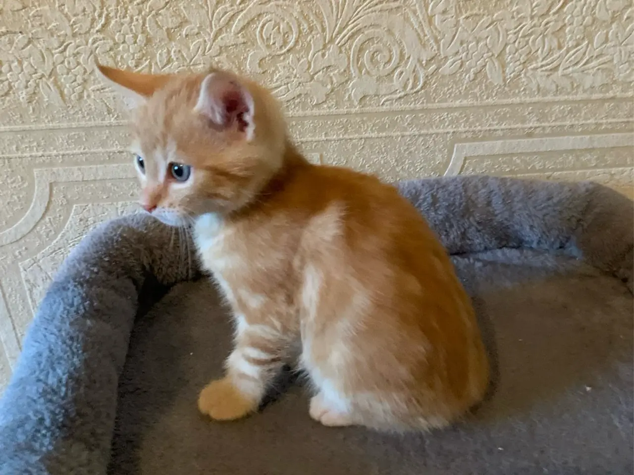 Billede 3 - 25 % mainecoon killinger