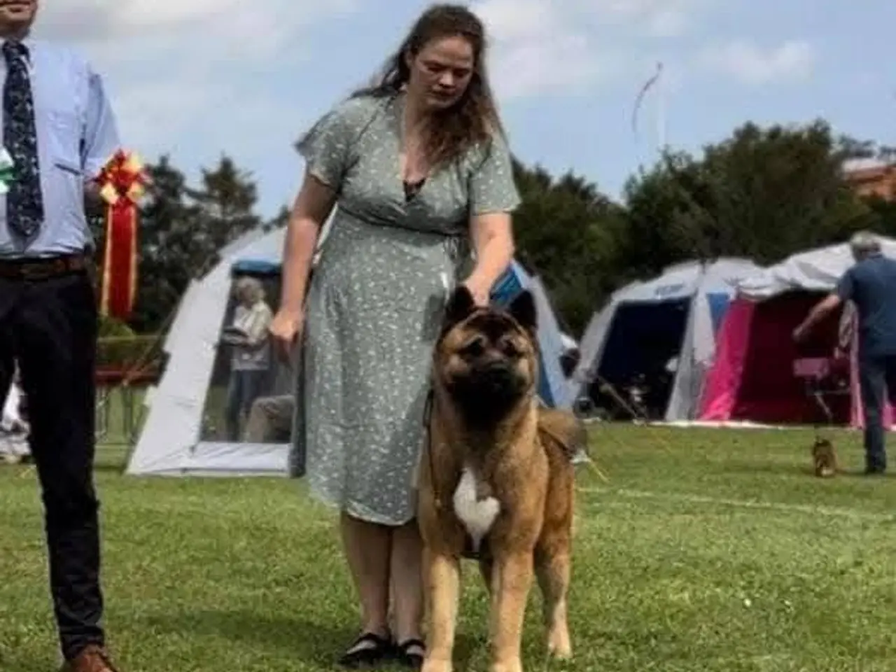 Billede 3 - American Akita hvalpe med DKK Plus Stambog!