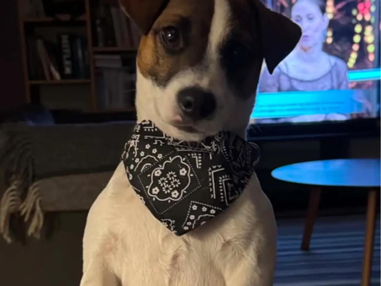 Billede 5 - Jack russel hvalpe