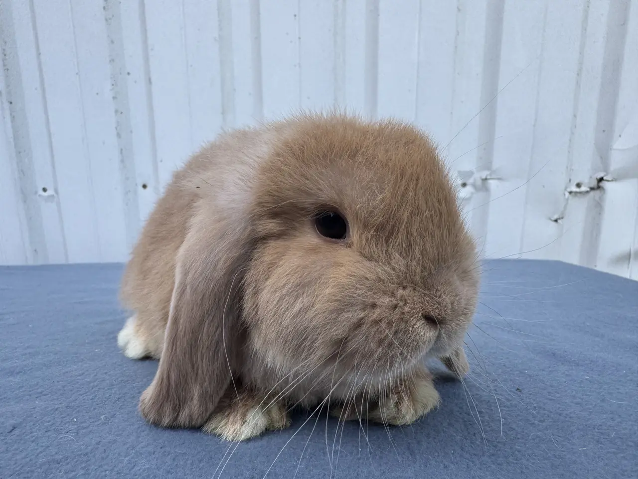 Billede 4 - Mini lop hankanin 