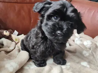 sødeste Bichon Havanais hvalpe