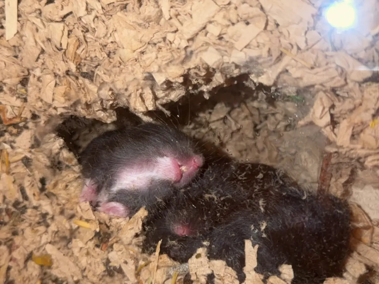 Billede 5 - De sødeste guldhamster unger søger nye hjem
