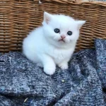 bambine