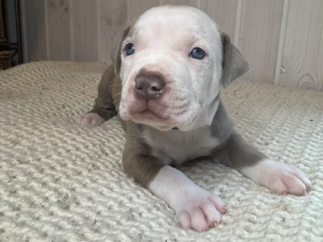 Billede 6 - Anarican Bully xl hvalpe