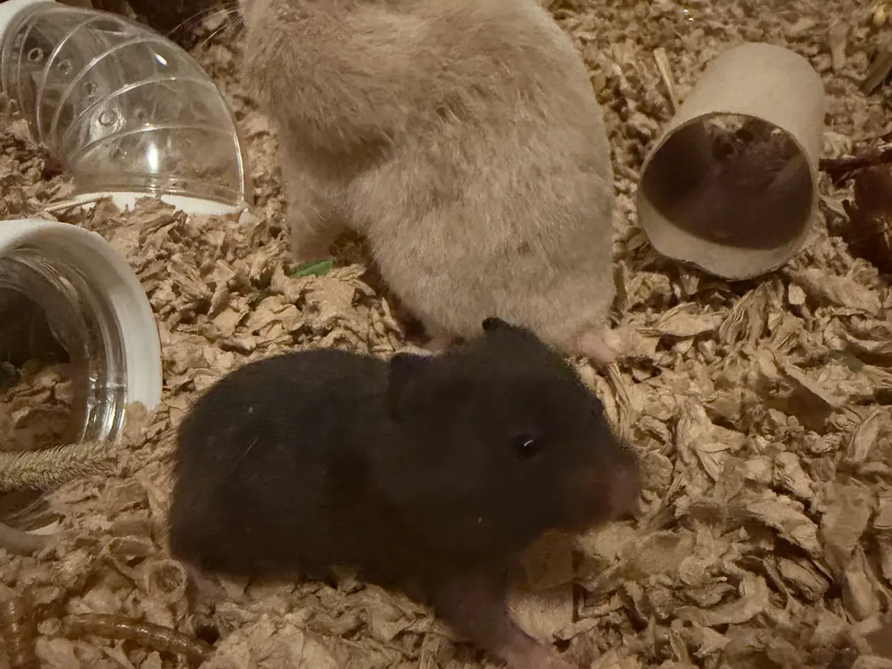 Billede 1 - De sødeste guldhamster unger søger nye hjem