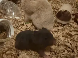 De sødeste guldhamster unger søger nye hjem