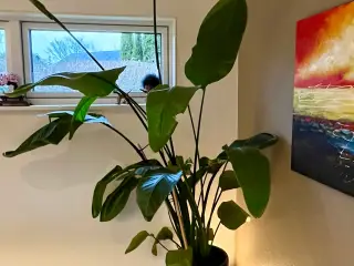 Stor Strelitzia Nicolai ca. 230 cm inkl. potte