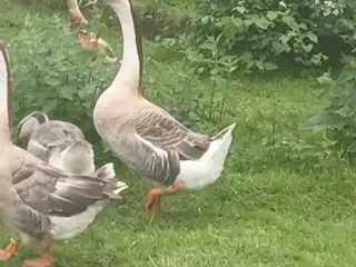 Svanegæs