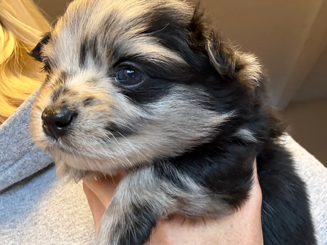 Billede 2 - Pomeranian 75% chihuahua 25%