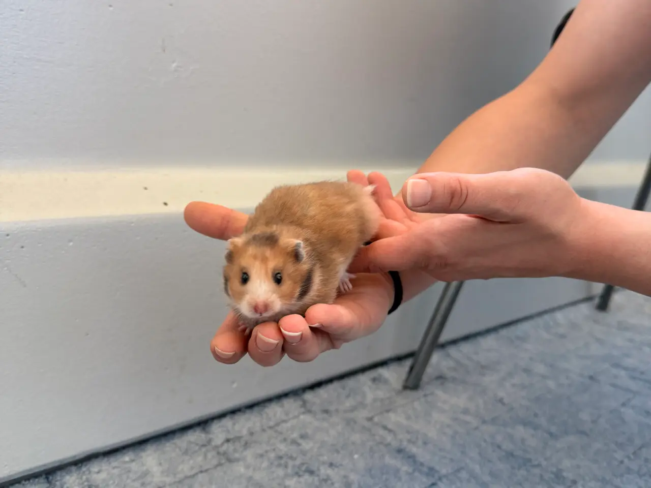 Billede 1 - Guldhamster unge