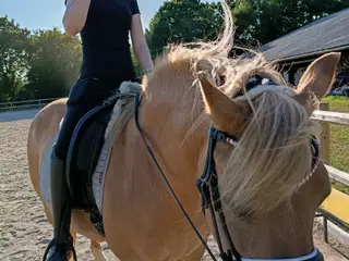 Projekt hest haflinger fjordhest blanding 