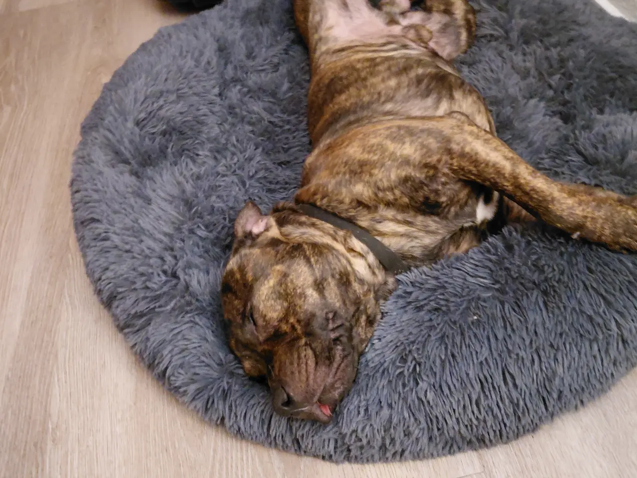 Billede 3 - Staffordshire bulterrie