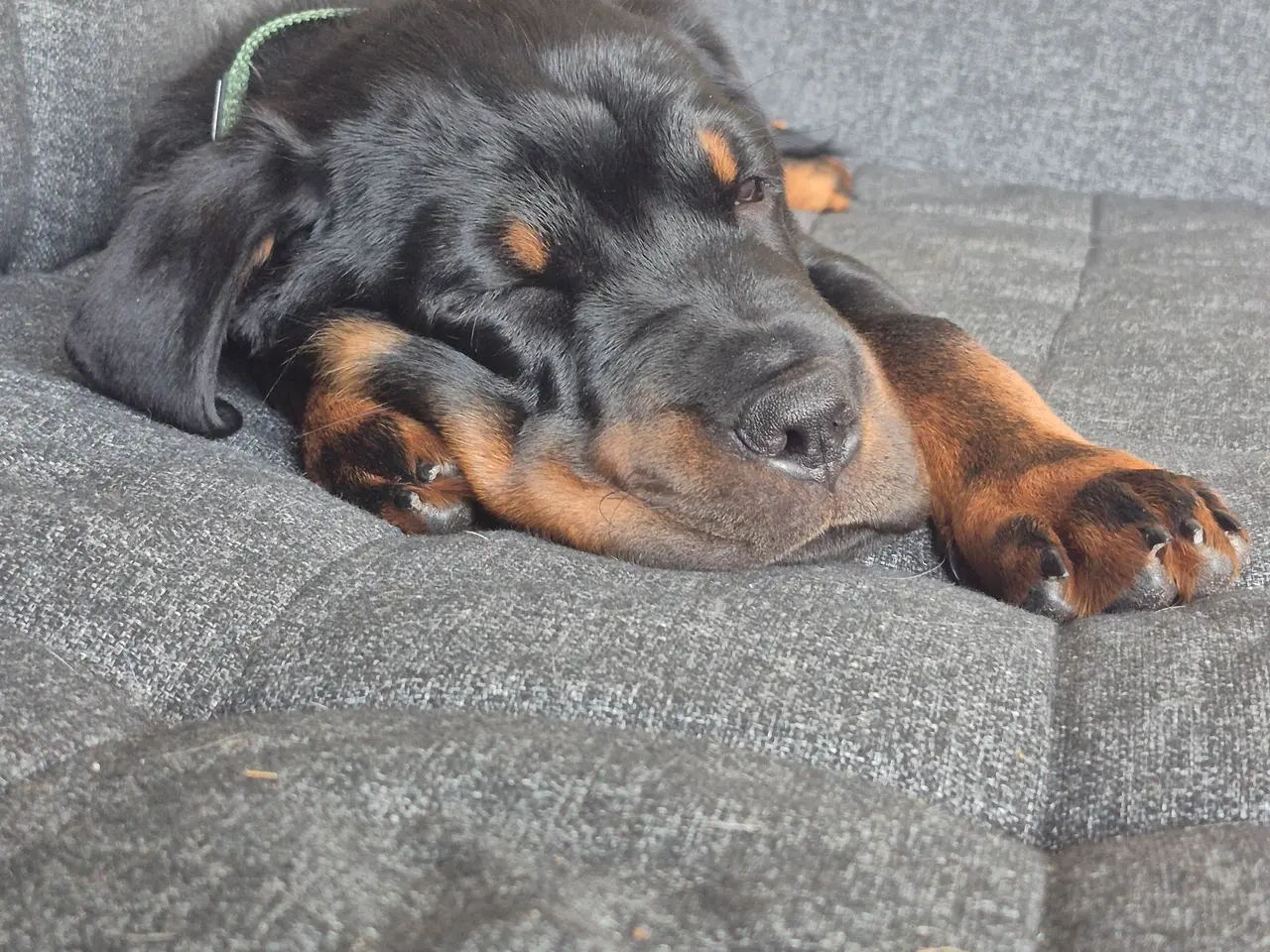 Billede 2 - Rottweiler labrador blanding Sælges
