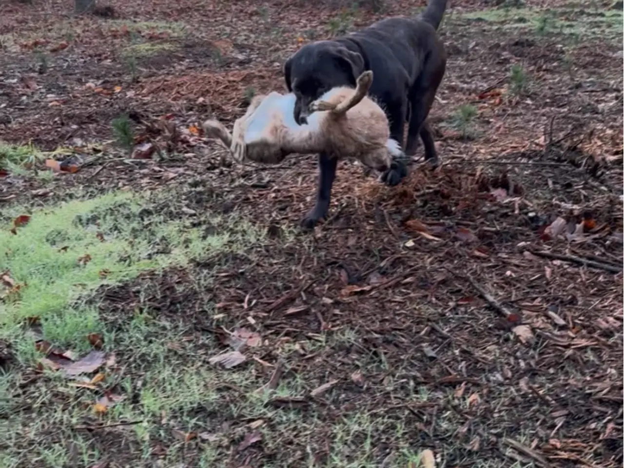 Billede 4 - Gammeldags labrador