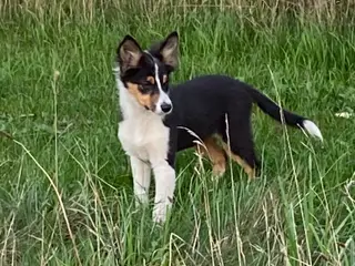 Border Collie