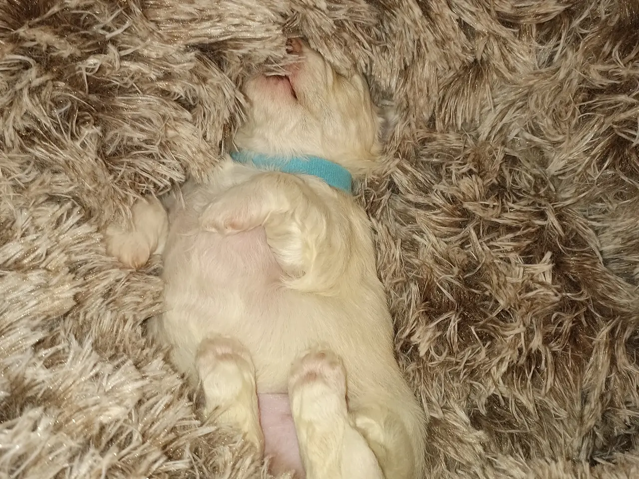 Billede 8 - Maltipoo hvalpe 