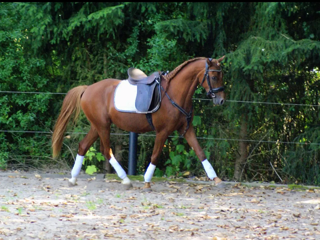 Billede 3 - Dansk Sports pony kat. 1