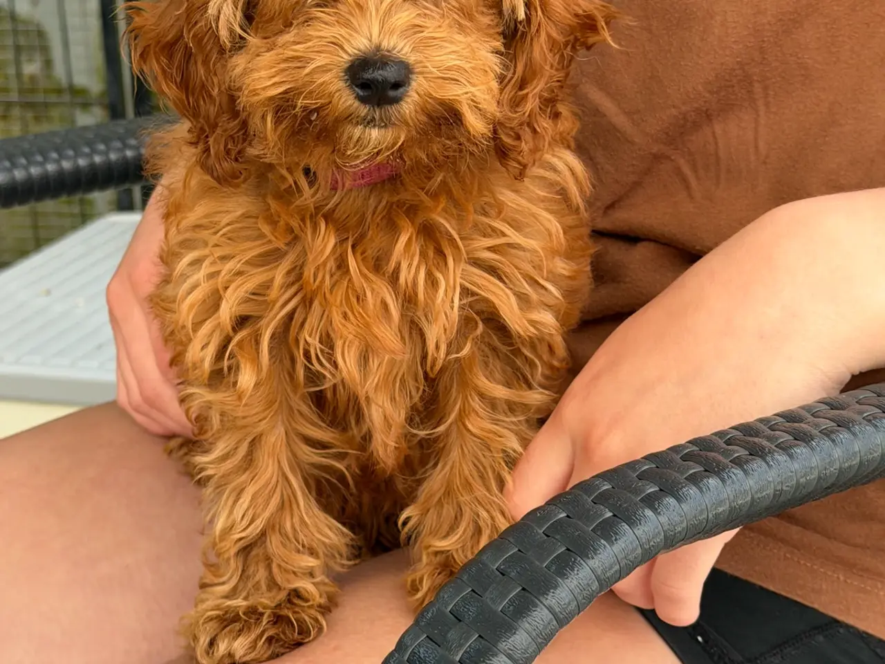 Billede 9 - 🐾maltipoo miniature juni 🐾