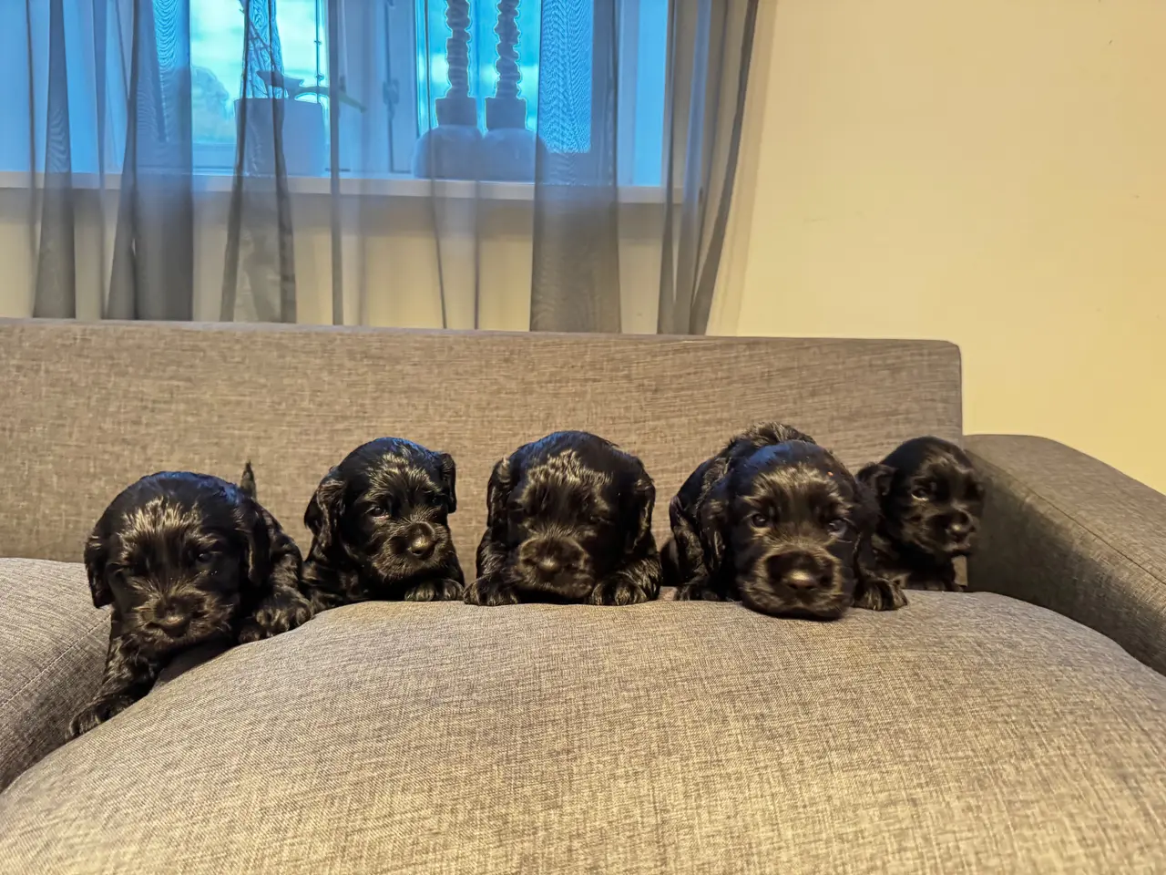 Billede 3 - Engelsk Cocker Spaniel hvalpe