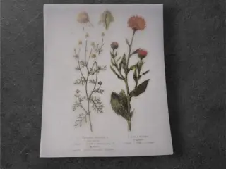 Botaniske papirark med fine tusindfryd-motiver Bri