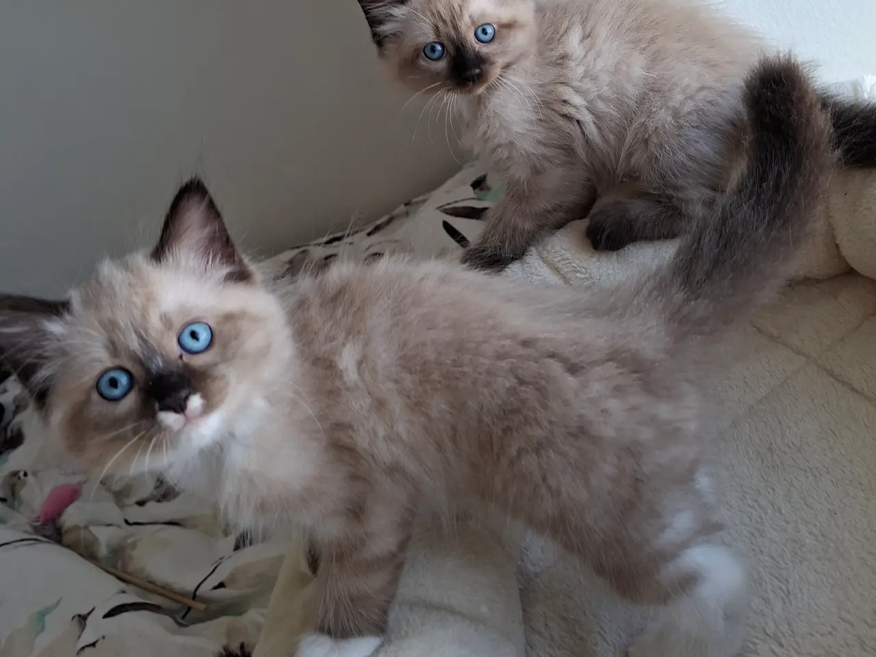 Billede 7 - Skønne Ragdoll killinger 🐾🤎