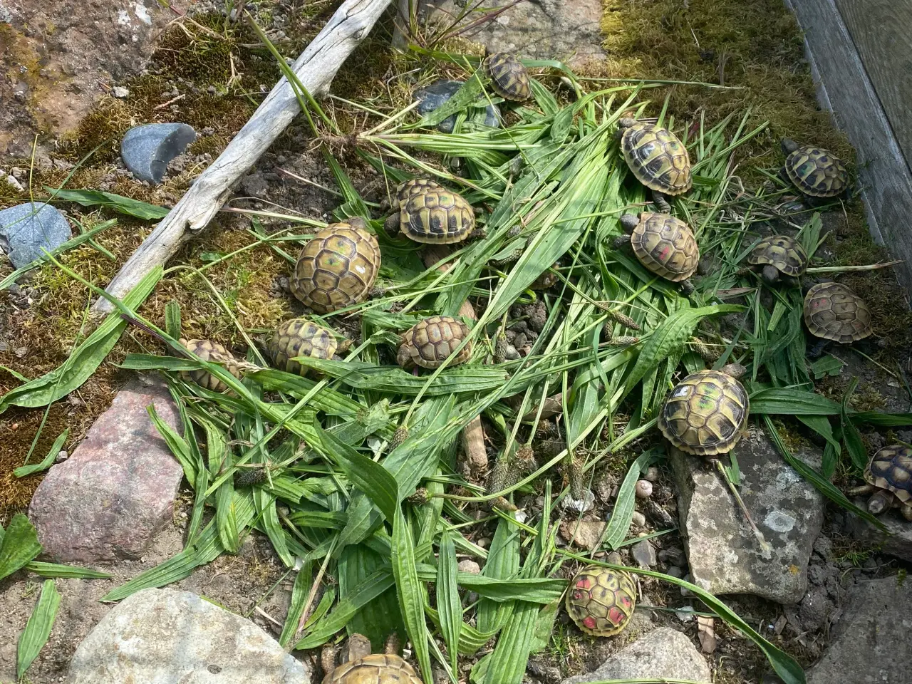 Billede 4 - Landskildpadde søger hjem