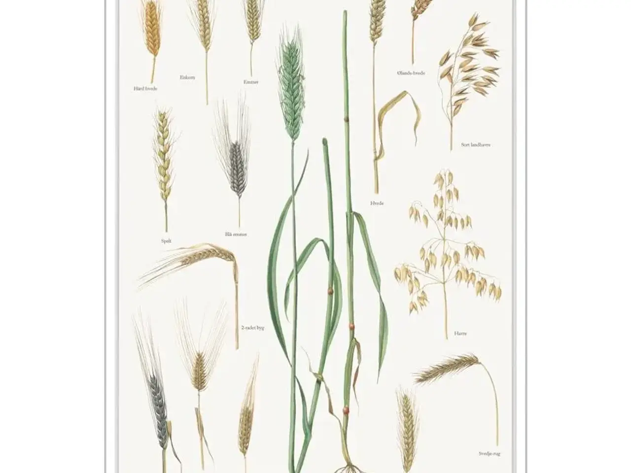 Billede 1 - korn RUG