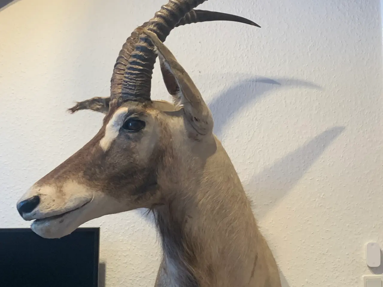 Billede 1 - Udstoppet Roan Antilope