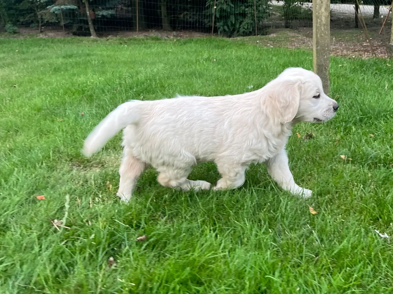 Billede 3 - 4 Golden retriever hvalpe sælges