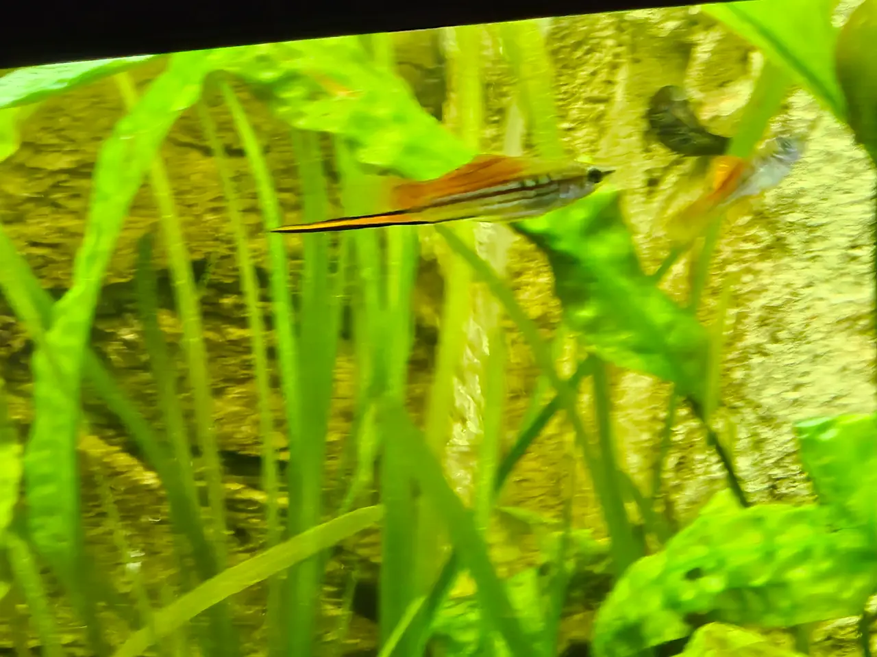 Billede 4 - Juwel Akvarie + fisk