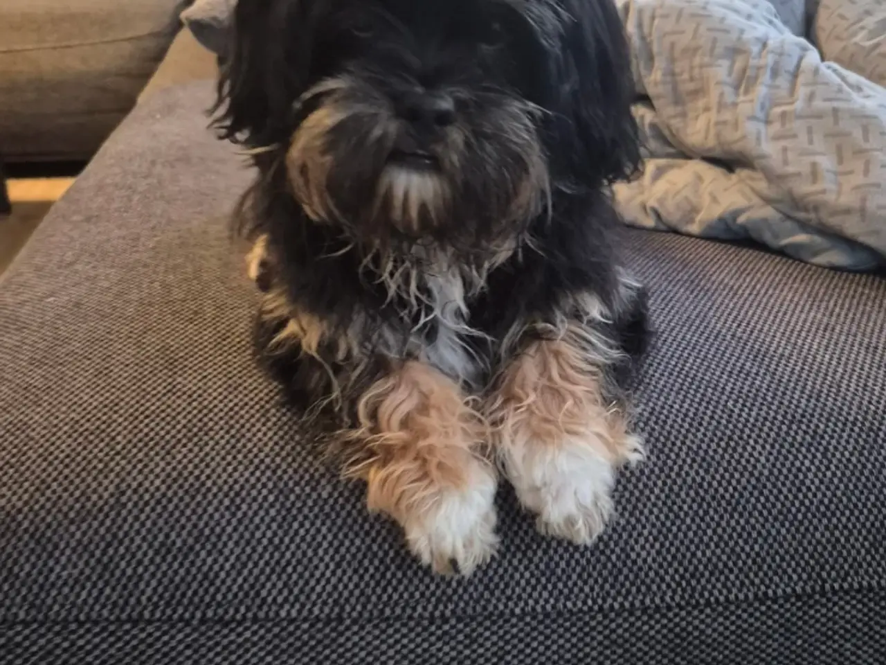 Billede 12 - Shih Tzu/ bichon havanais