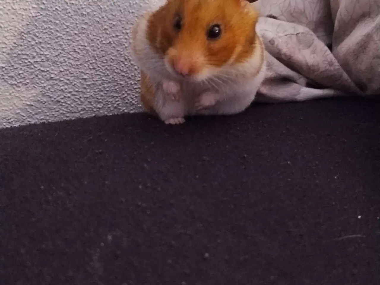 Billede 5 - Guldhamster med al tilbehør