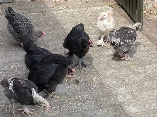8 varmestue hanekyllinger bortgives