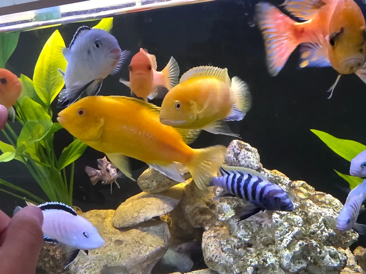 Billede 3 - Yellow Lab (Labidochromis caeruleus)