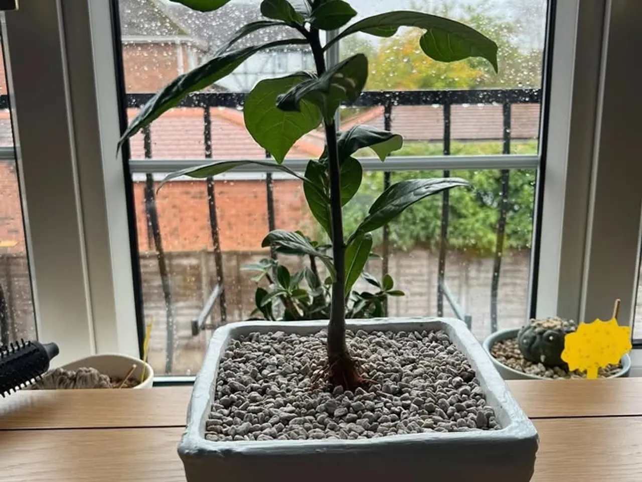Billede 14 - 4-6 stk. Baobab-plante til salg (Bonsai)