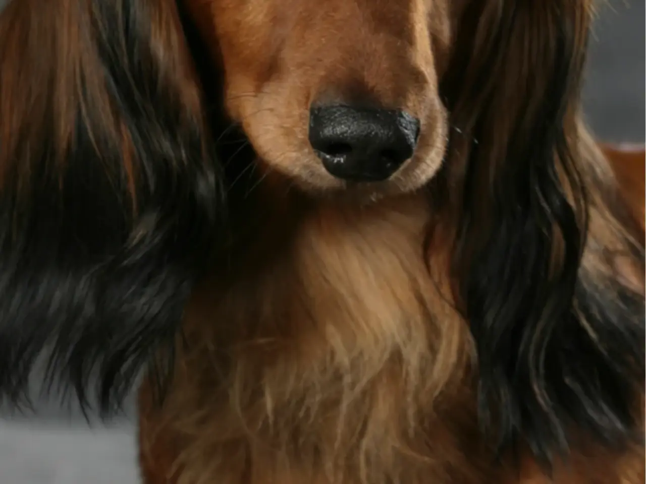 Billede 1 - Gravhund  søges 