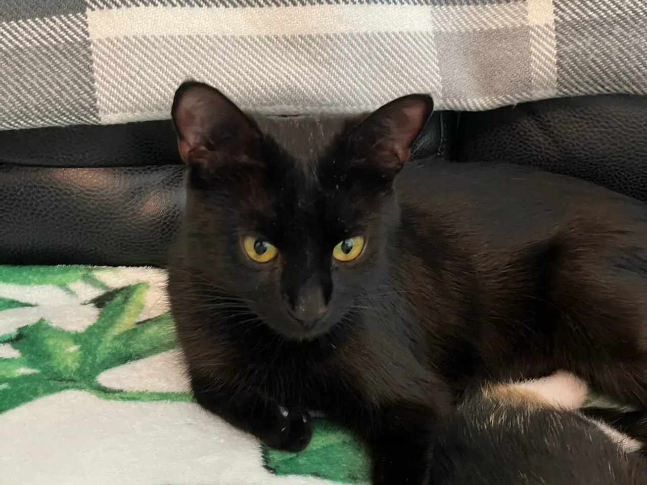 Billede 6 - Katte killinger samt mor