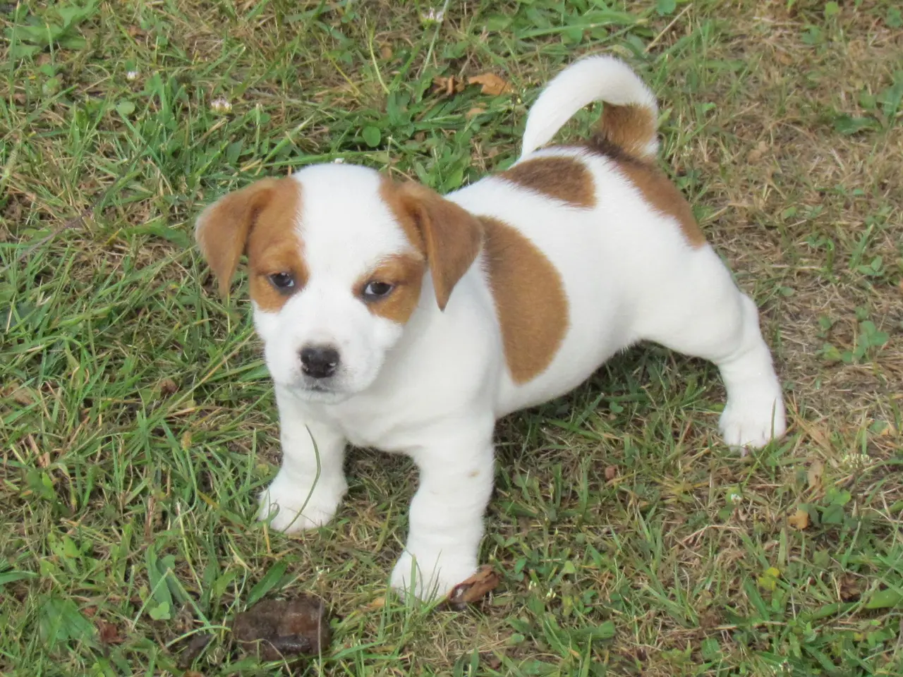 Billede 1 - DKK Jack Russell hvalpe – 2 hanner tilbage!