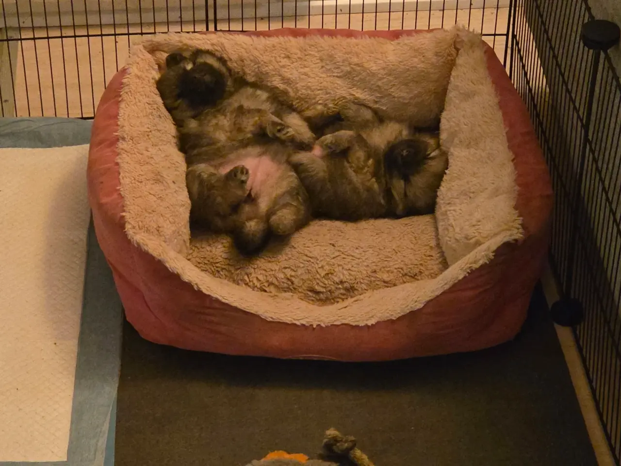 Billede 1 - Pomsky hvalpe