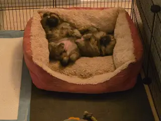 Pomsky hvalpe