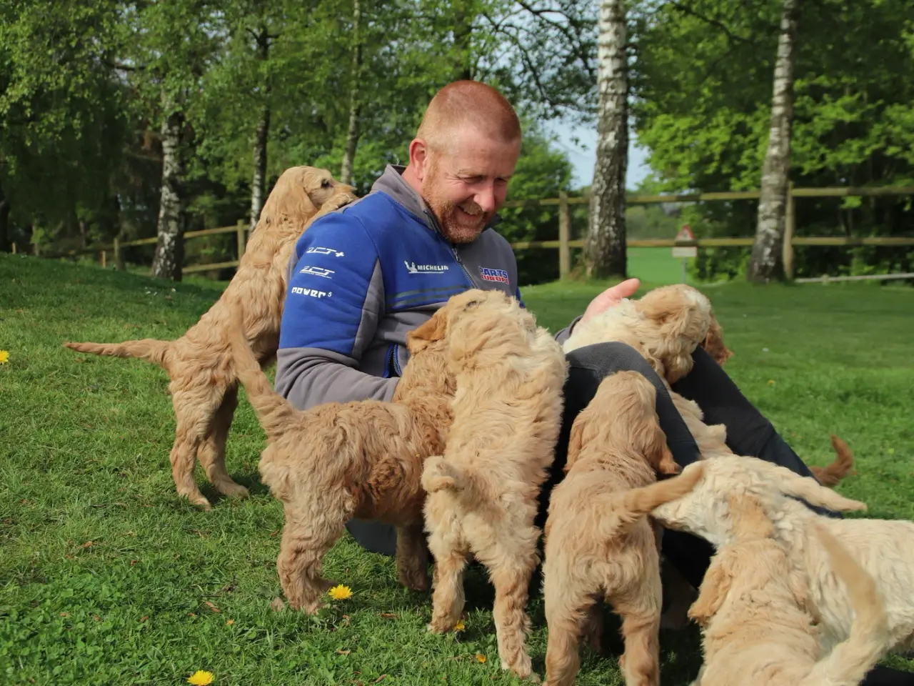 Billede 10 - Goldendoodle hvalpe