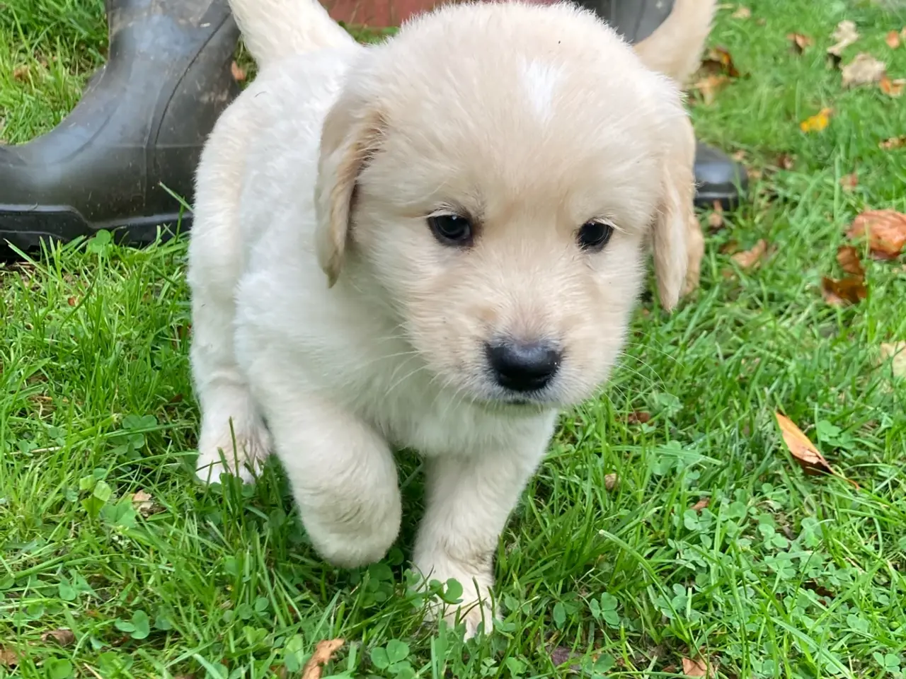 Billede 4 - Hvalpe, Golden retrievere