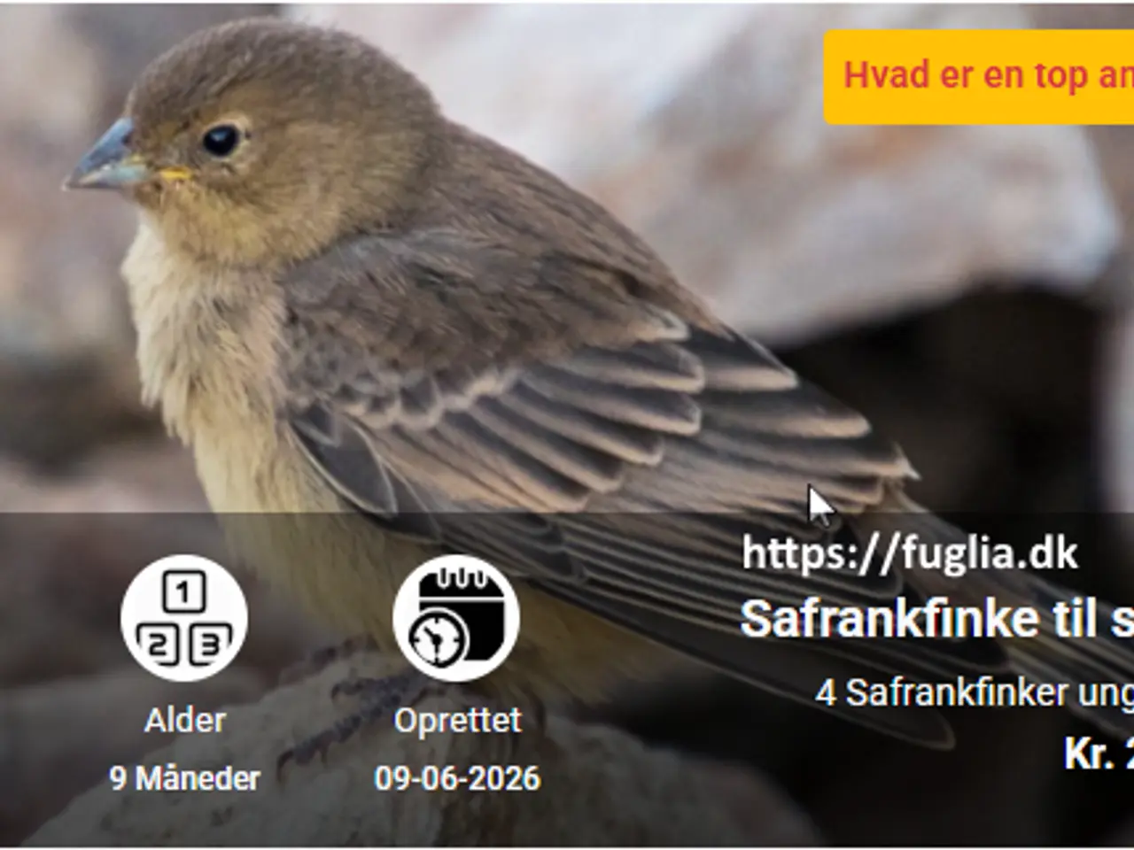 Billede 1 - Safrankfinke til salg