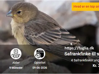 Safrankfinke til salg