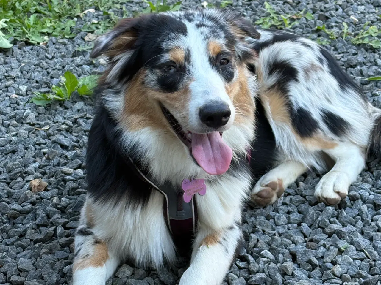 Billede 3 - Australian Sheperd