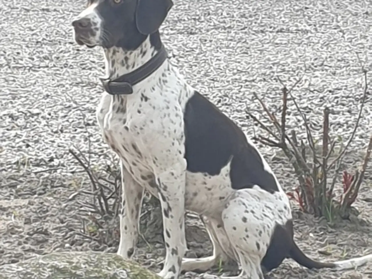 Billede 1 - Gammel Dansk Hønsehund hvalpe 