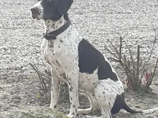 Gammel Dansk Hønsehund hvalpe